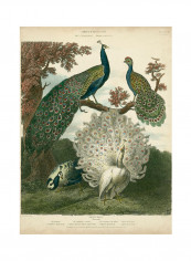Peacock Gathering Poster Green/Brown reviews Peacock Gathering Poster Green/Brown