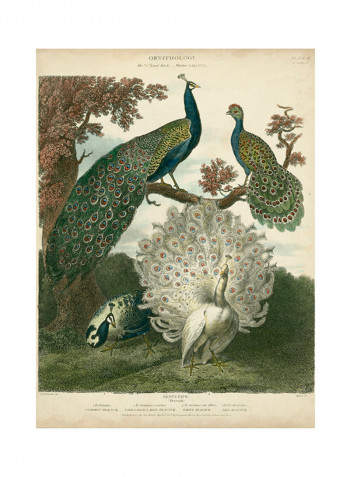 Peacock Gathering Poster Green/Brown