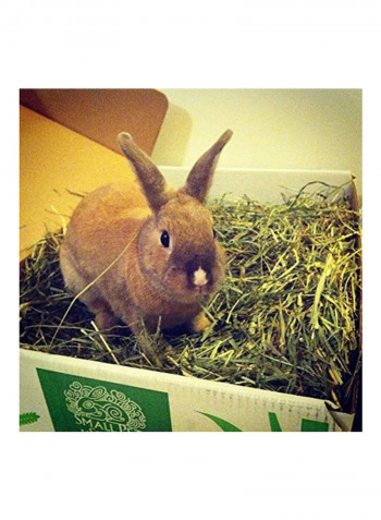 Timothy Hay 2nd Cutting Green 4.53kg