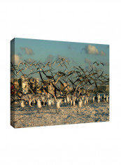 Crazy Birds Gallery Wrapped Canvas Wall Art Multicolour 12 x24inch