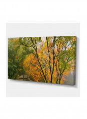 Canopy Of Maple Trees In Fall-Floral Photo Canvas Wall Art Multicolour 32 x 16inch