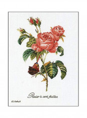 Rose Redoute Cross Stitch Kit White/Peach/Green reviews Rose Redoute Cross Stitch Kit White/Peach/Green