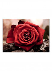 Rose Embroidery Kit Red/Brown/Dark Green reviews Rose Embroidery Kit Red/Brown/Dark Green