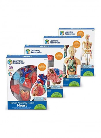 Anatomy Models Bundle Set 13x9x4inch