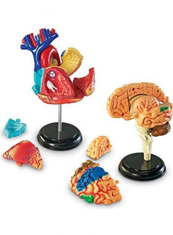 Anatomy Models Bundle Set 13x9x4inch