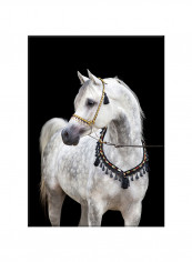 White Horse On Canvas Painting Black /White 50x70centimeter