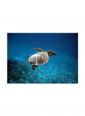 Sea Turtle Under Water On Canvas Painting Blue 50x70centimeter