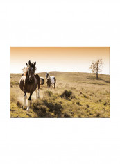 Two Horses Art Canvas Painting Brown 70x50centimeter