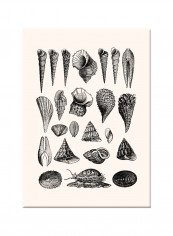 Sea Shells Sketch Artwork On Canvas Painting Black 50x70centimeter