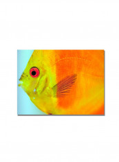 Tropical Fish Close-Up Canvas Wall Art multicolour 18 x 24inch
