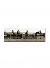 Thoroughbreds Canvas Wall Art Black/White 10 x 32inch