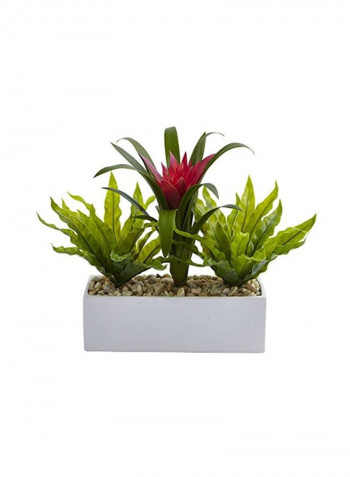 Bromeliad And Birdsnest Plant Multicolour