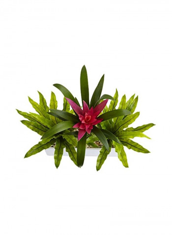 Bromeliad And Birdsnest Plant Multicolour