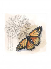 Shadow Box Butterfly I Wall Poster Brown/Orange/White 80x80x3.5centimeter