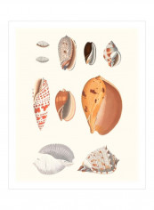 Shell Collection III Wall Poster Beige/Grey/Orange 80x85x3.5centimeter