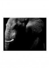Wildlife Scratchboards III Wall Poster Black/Grey 80x75x3.5centimeter