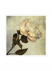Lush Vintage Florals II Poster Beige/Black 80x80x3.5centimeter