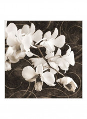 Orchid & Swirls II Poster White/Brown 80x80x3.5centimeter