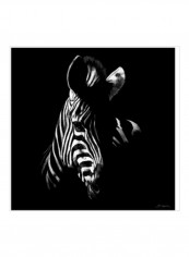 Wildlife Scratchboards V Wall Poster Black/White 75x75x3.5centimeter