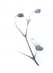White Buds II Wall Poster Grey/Green 75x80x3.5centimeter
