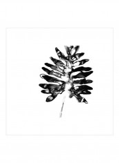 Monochrome Tropic III Wall Poster White/Black 75x75x3.5centimeter