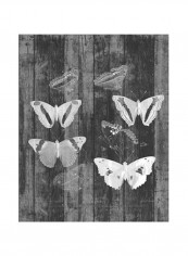 Rustic Butterfly Chart I Wall Poster Grey/Black/White 80x85x3.5centimeter