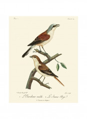 Vintage French Birds I Wall Poster White/Red/Brown 80x85 3.5centimeter