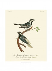 Vintage French Birds III Wall Poster Grey/White/Brown 80x85 3.5centimeter