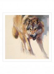 Wolf Study IV Wall Poster Brown/Beige/Grey 80x80x3.5centimeter