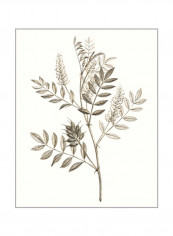 Neutral Botanical Study III Wall Poster Grey/Beige 80x85x3.5centimeter