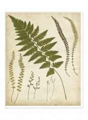 Fern Portfolio II Wall Poster Beige/Green 80x85x3.5centimeter
