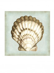 Sea Dream Shells III Poster Sea Green/Brown/White 80x75x3.5centimeter