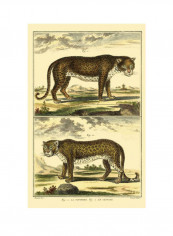 Diderots Panther and Leopard Poster Brown/Yellow/Green 65x80x3.5centimeter