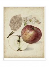 Harvest Apples II Wall Poster Beige/Red/White 80 x 3.5 x 85centimeter