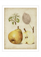 Harvest Pears II Wall Poster Beige/Yellow/White 80 x 3.5 x 85centimeter