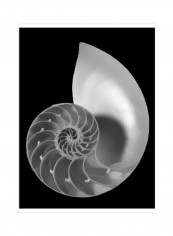 Shell II Wall Poster Black/White 75x80x3.5centimeter