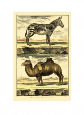 Diderots Zebra and Camel Poster Black/Grey/Green 65x80x3.5centimeter