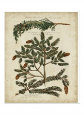 Antique Conifers IV Wall Poster Green/Beige/Brown 80x85x3.5centimeter