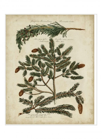Antique Conifers IV Wall Poster Green/Beige/Brown 80x85x3.5centimeter