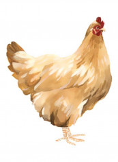 Autumn Chicken I Poster Brown/White/Red 80x85x3.5centimeter