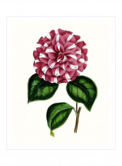 Grand Blooms I Wall Poster Pink/Green/White 80x85x3.5centimeter