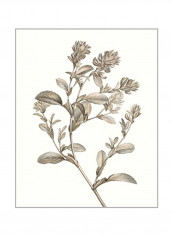 Neutral Botanical Study II Wall Poster Grey/Beige 80x85x3.5centimeter