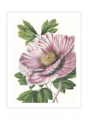 Floral Beauty VI Poster Pink/Green/Beige 75x80x3.5centimeter