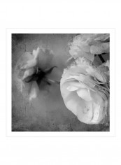 Dark Ranunculus III Wall Poster Grey 80x80x3.5centimeter
