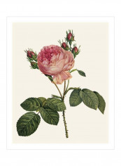 Redoute's Rose I Wall Poster Beige/Pink/Green 80x85x3.5centimeter