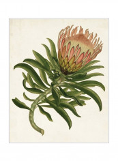 Antique Protea IV Poster Green/Pink 80x85x3.5centimeter