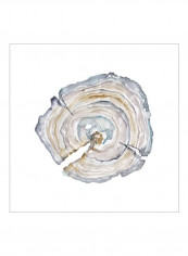 Watercolor Tree Ring I Poster Blue/Brown/White 80x80x3.5centimeter