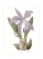 Lavender Beauties IV Wall Poster Purple/Green/Beige 80x3.5x85centimeter