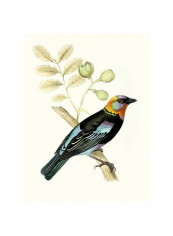 On Perch IX Wall Poster Blue/Orange/Black 75x80 3.5centimeter