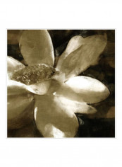 Bronze Lily III Poster White/Brown 80x80x3.5centimeter
